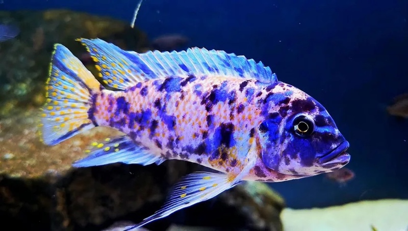 Maylandia zebra 'Thumbi Point'